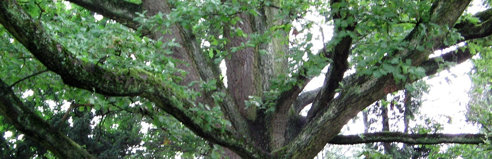 Quercus banner 02